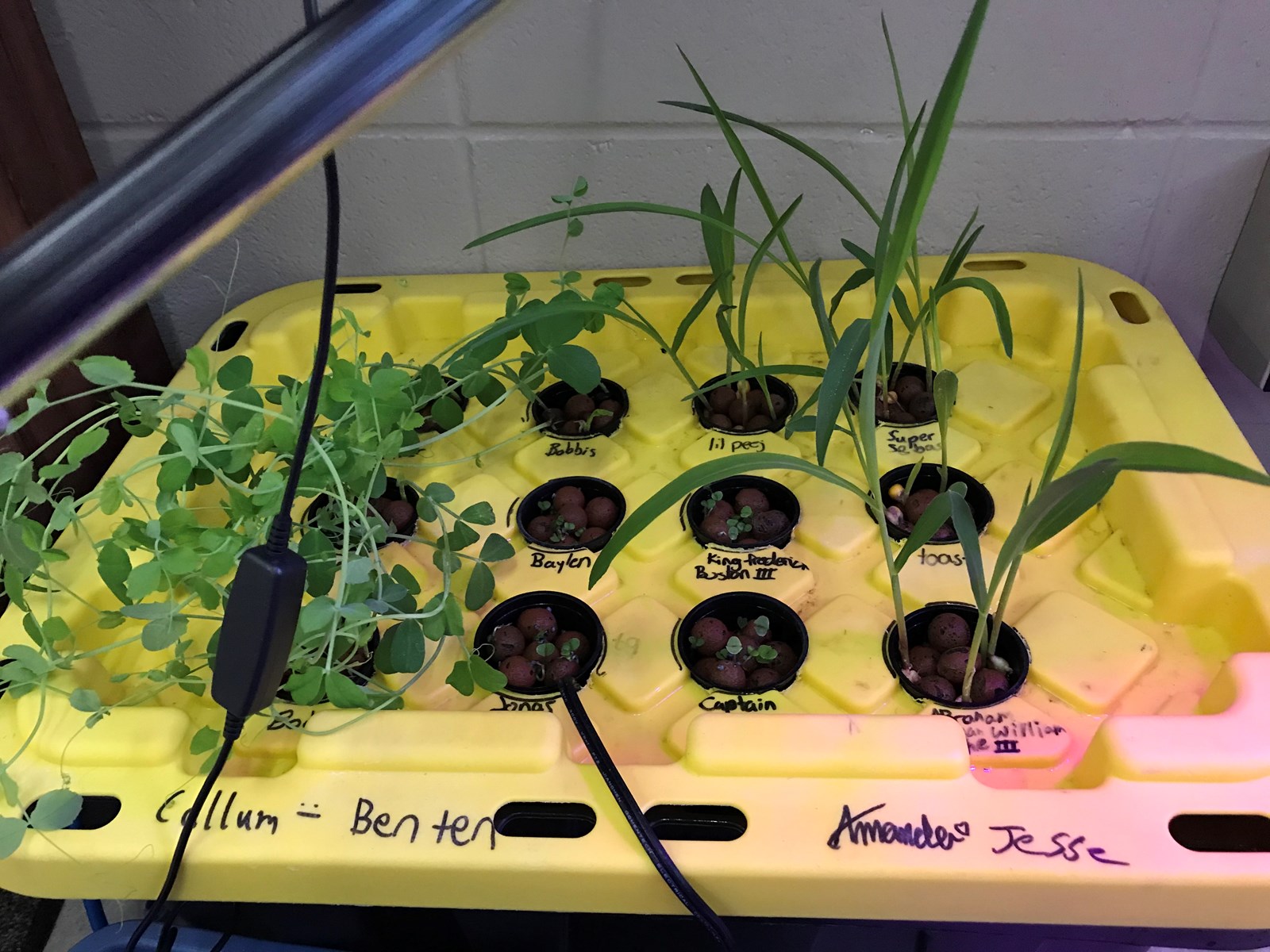 student aeroponics growing project