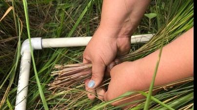 Sweetgrass